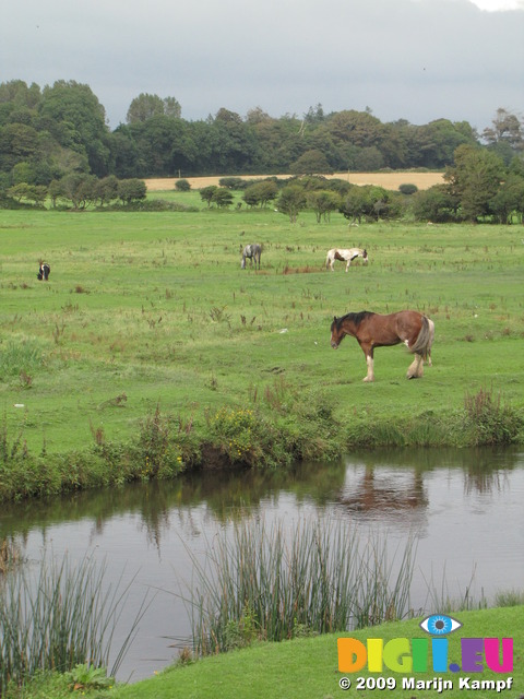 SX08655 Horse refelected in Ewenny river